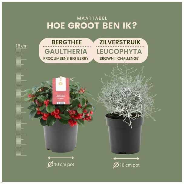 Beeld