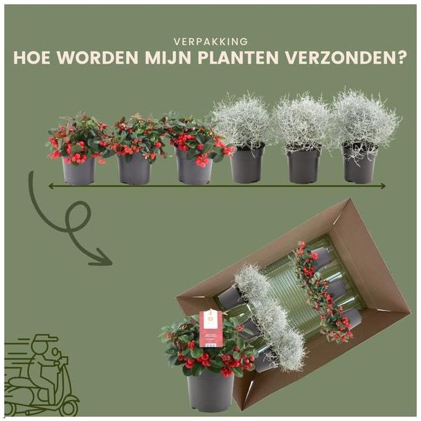 Beeld