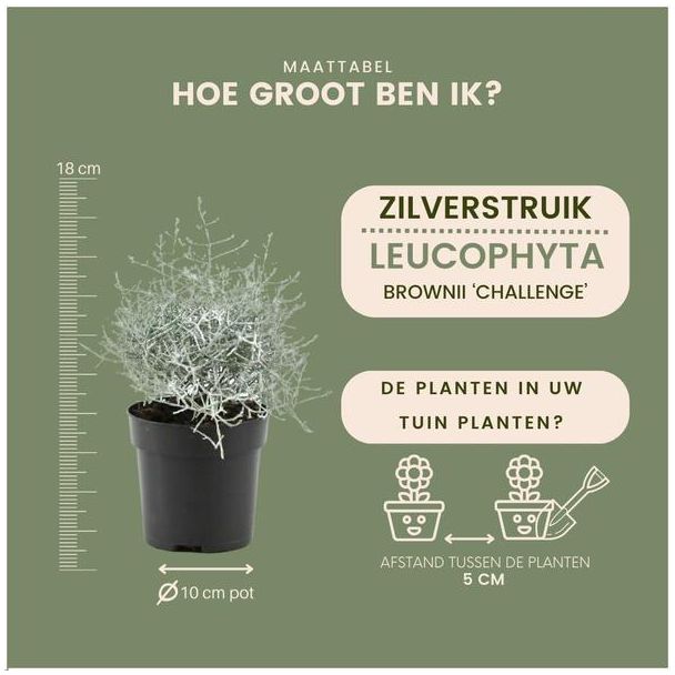 Beeld