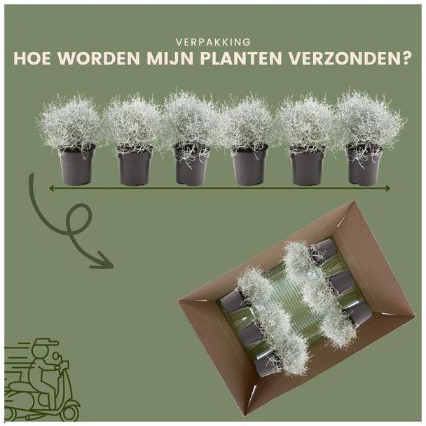 Beeld