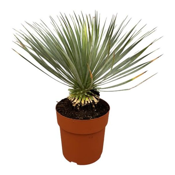 Tuinplant en kamerplant Yucca Rostrata - 70 cm hoog - Woestijnachtige Blue Beaked Yucca