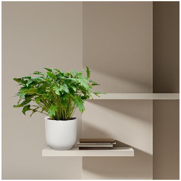 Philodendron Xanadu – Tropische Kamerplant 80 cm – Ø27 cm