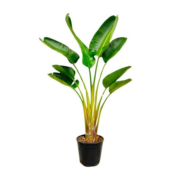 Strelitzia Augusta Verfijnde kamerplant -160 cm - Ø28cm