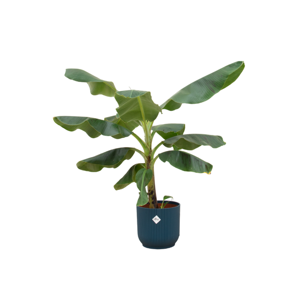 Bananenplant (Musa) met elho Vibes Fold Round blauw sierpot  - Exotische Kamerplant - 100 cm Hoog - Ø23cm