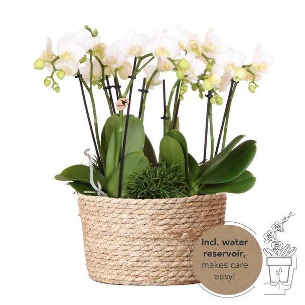 Echte Blikvanger, Witte Orchideën Amabilis Plantenset in Rieten Mand, KadoTip, Vlinder Orchidee,