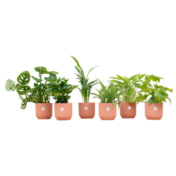 Set van 6 kamerplanten | 6 groene verassingsplanten | Inclusief 6 opvallende roze potten