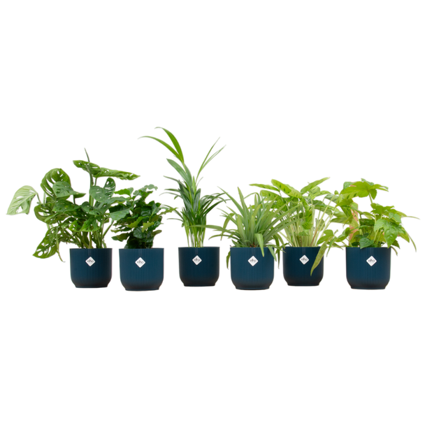 6 Groene kamerplanten mix - Verassings mix in blauwe potten Ø14