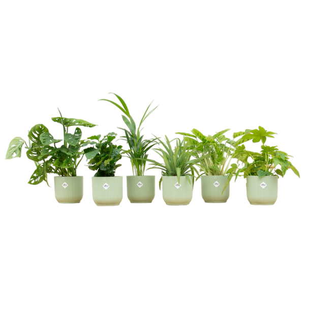 Groene planten mix met 6 planten binnen - verassing planten in sorbet groene potten Ø14