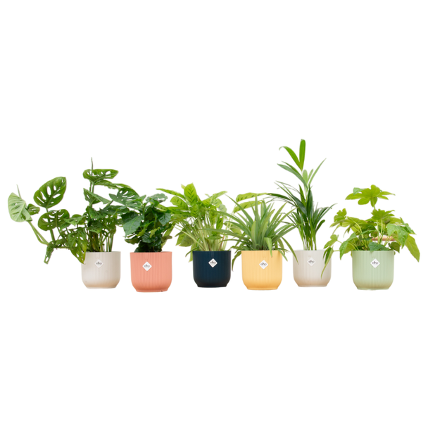 Mix van 6 kamerplanten in 6 verschillende sierpotten Ø14 - Groene verassingsmix in kleurrijke potten