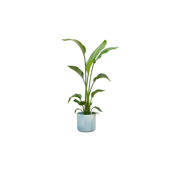 Combi deal - Strelitzia Nicolai inclusief elho Ocean Round atlantisch blauw Ø22 - 120 cm