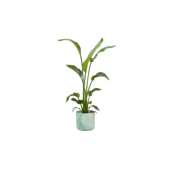 Combi deal - Strelitzia Nicolai inclusief elho Ocean Round pacifisch groen Ø22 - 120 cm