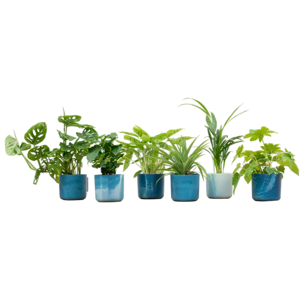 Verrassingsbox - 6 planten inclusief elho Ocean Round atlantisch blauw Ø14