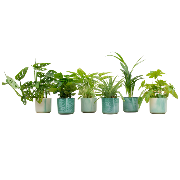 Verrassingsbox - 6 planten inclusief elho Ocean Round pacifisch groen Ø14
