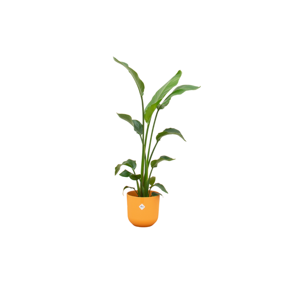 Combi deal - Strelitzia Nicolai inclusief elho Jazz Round geel Ø23 - 120 cm