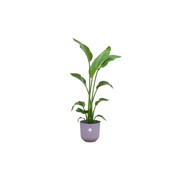 Combi deal - Strelitzia Nicolai inclusief elho Jazz Round lila Ø23 - 120 cm