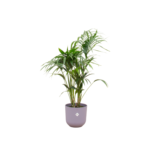 Paradijspalm, Kentia palm + Pot Elho Jazz Round Lila Pot Ø26 - 130 cm Hoog
