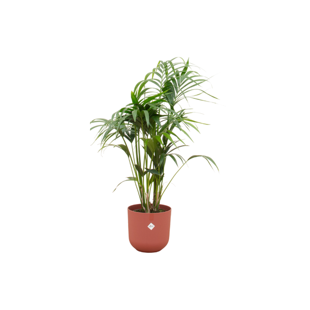 Paradijspalm, Kentia palm + Pot Elho Jazz Round Rood Pot Ø26 - 130 cm Hoog