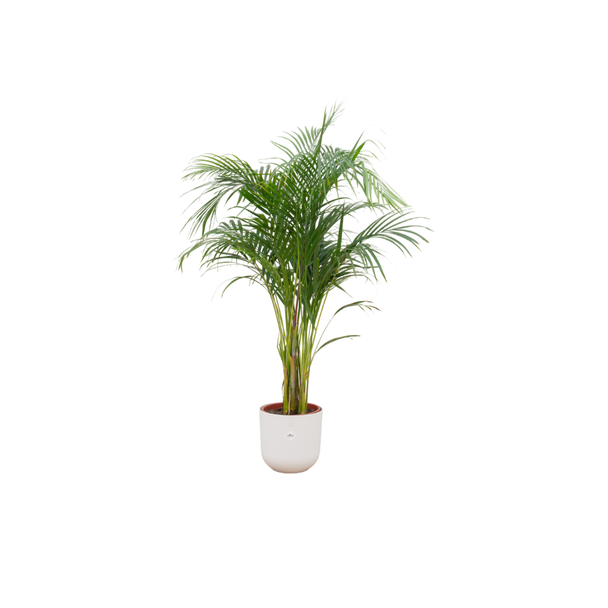 Vlinderpalm, Areca Palm, incl. Pot Elho Jazz Round Kleur Wit, Binnenplant, Exotische Plant,  ø26, 140 cm Hoog