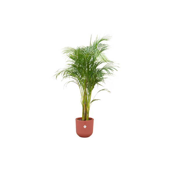 Vlinderpalm, Areca Palm, incl. Pot Elho Jazz Round Kleur Rood, Binnenplant, Exotische Plant,  ø26, 140 cm Hoog