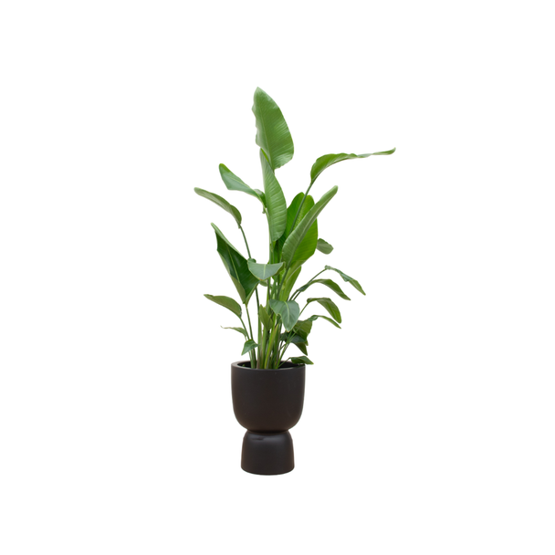 Strelitzia Nicolai, Inclusief Elho Pure Coupe Zwart Ø35 - 200 cm