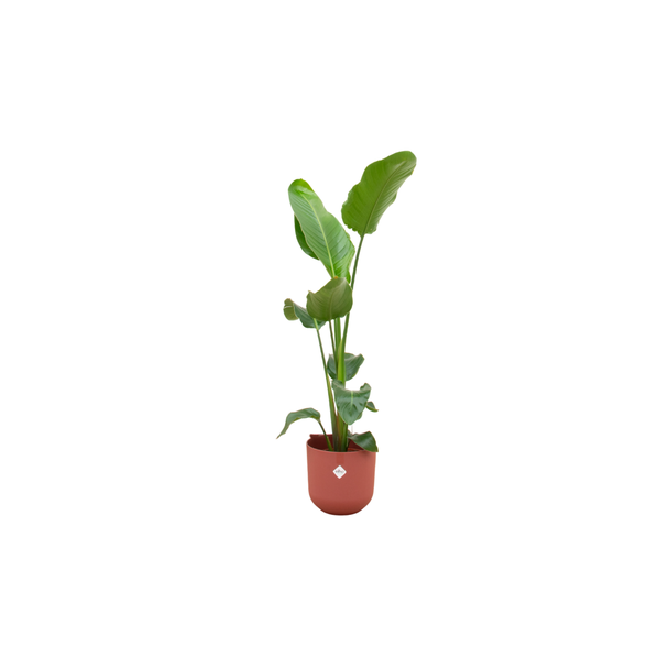 Strelitzia Nicolai, Inclusief Elho  Jazz Round Rood Ø23 - 130 cm
