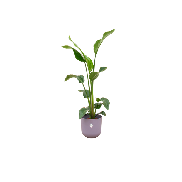 Strelitzia Nicolai, Inclusief Elho Jazz Round lila Ø23 - 130 cm