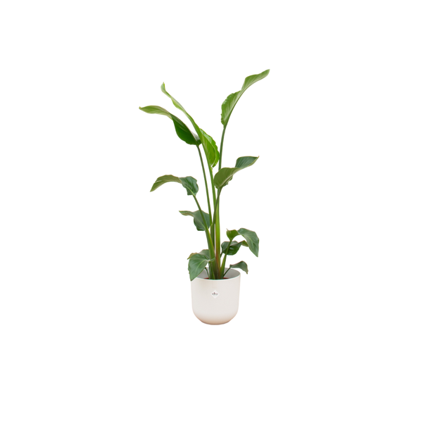 Strelitzia Nicolai, Inclusief Elho Pure Coupe Bruin Ø35 - 200 cm