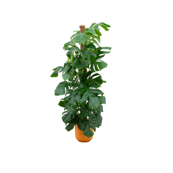 Groene gatenplant  incl. Elho Jazz Round Geel - Monstera Pertusum - Mexicaanse broodvrucht, 150 cm hoog, potmaat ø26