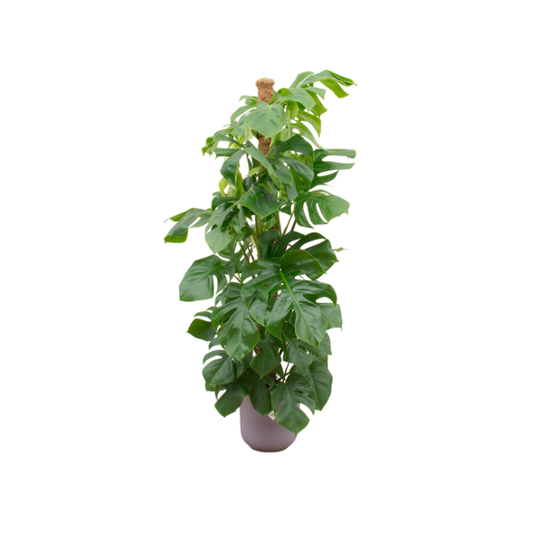 Groene gatenplant Incl Elho Jazz Round Lila  Monstera Pertusum - Mexicaanse broodvrucht, 150 cm hoog, potmaat ø26