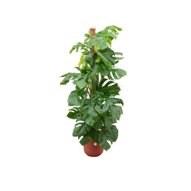 Gatenplant XL incl. Elho Jazz Roumd Kleur Rood,, Groene Kamerplant, Tropisch,  Monstera Deliciosa - Ø26cm - ↕150cm