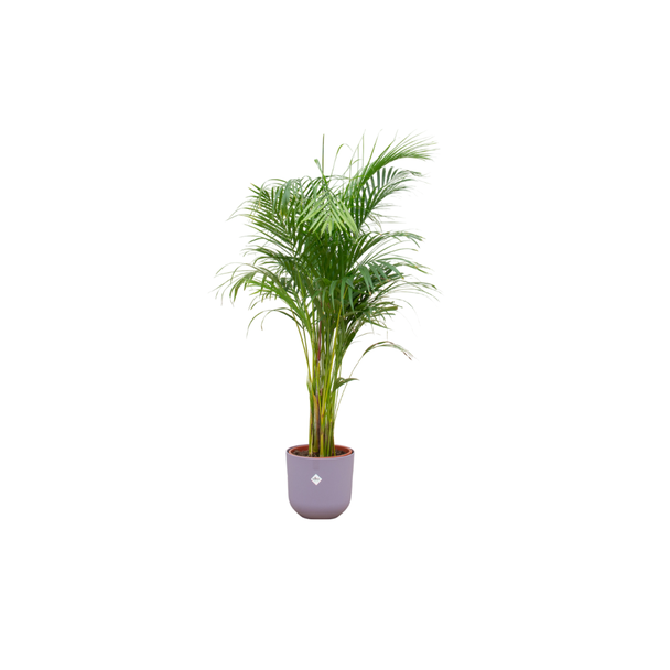Vlinderpalm, Areca Palm, incl. Pot Elho Jazz Round Kleur Lila, Binnenplant, Exotische Plant,  ø26, 140 cm Hoog