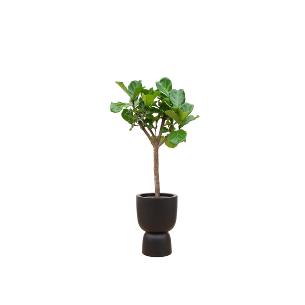 Vioolbladplant,Ficus Lyrata boom, Inclusief Elho Pure Coupe Zwart, Ø41 - 210 cm