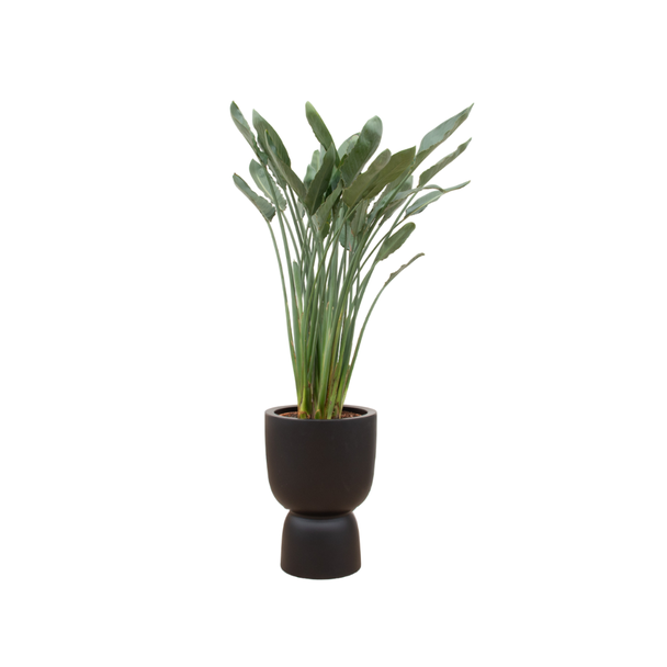 Combi deal - Strelitzia Reginae inclusief elho Amber Coupe zwart Ø41 - 190 cm
