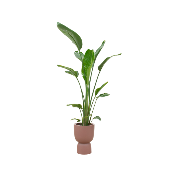 Hoge kamerplant de Witte paradijsvogelbloem , Strelitzia Augusta ,Inclusief Pot Elho Pure Coupe Bruin,  Ø35 - 210 cm