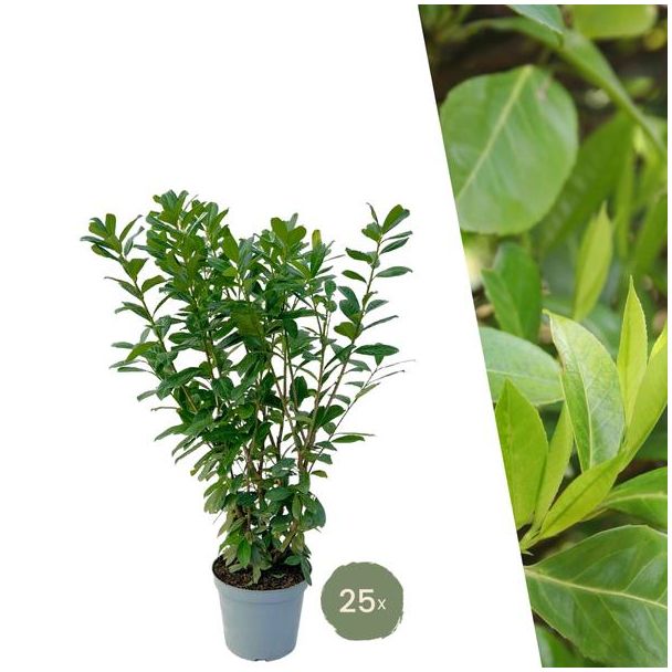 Grote Laurierkers Planten Novita voor 10 strekkende meter haag |  - 12L - 25 x | ↨ 100-125 cm