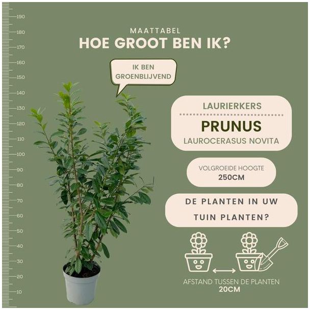 Beeld