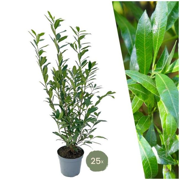Grote Laurierkers Planten Caucasica voor 10 strekkende meter haag - 12L - 25 x | ↨ 100-125 cm