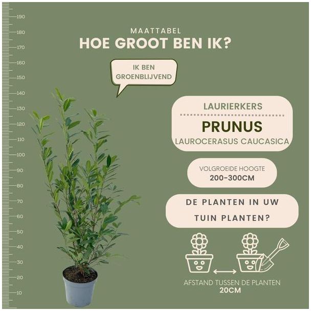 Beeld