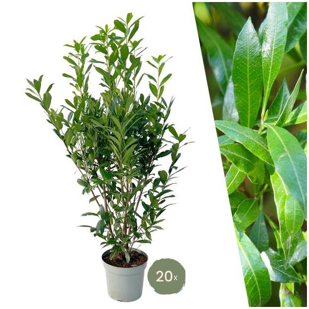 Grote Laurierkers Planten Caucasica voor 10 strekkende meter haag - 15L - 20x | ↨ 125-150 cm