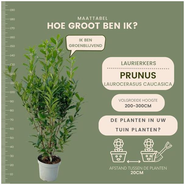 Beeld