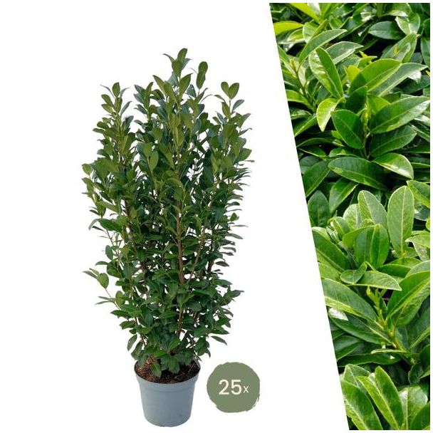 Grote Laurierplanten Obelisk voor 10 strekkende meter haag | - 12L - 25 x | ↨ 100-125 cm