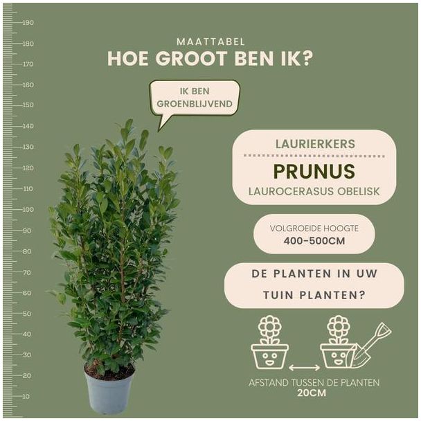 Beeld