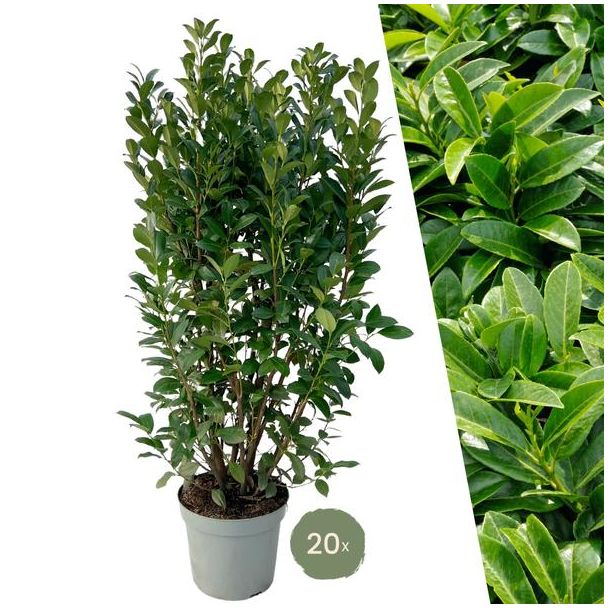 Grote Laurierplanten Obelisk voor 10 strekkende meter haag | - 15L - 20x | ↨ 125-150 cm