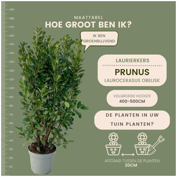 Beeld