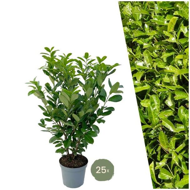 Grote Laurierkers Rotundifolia voor 10 strekkende meter haag | - 12L - 25 x | ↨ 100-125 cm
