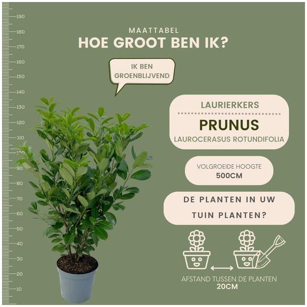 Beeld