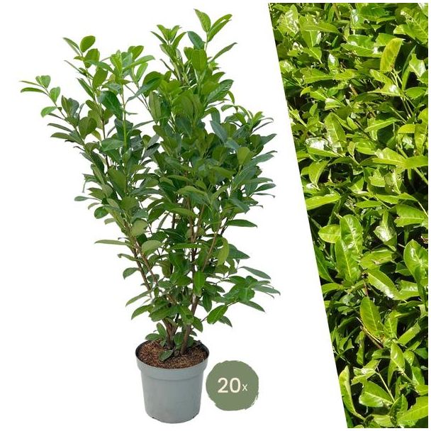 Grote Laurierkers Rotundifolia voor 10 strekkende meter haag | - 15L - 20x | ↨ 125-150 cm