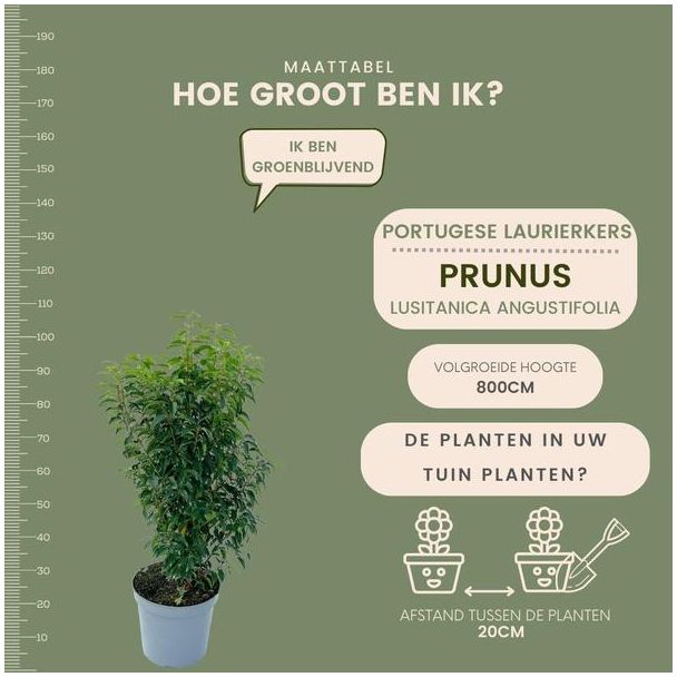Beeld