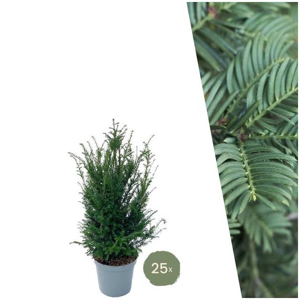 Grote taxus planten voor 10 strekkende meter haag | - 12L - 25 x | ↨ 80-100 cm