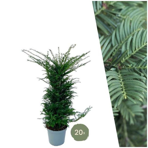 20 x Groenblijvende taxus planten voor 10 strekkende meter haag , 12L - 20 x,  ↨ 100-125 cm